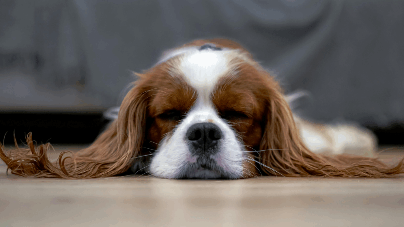 Ontspannen hond bij de kwaliteitsbelofte van Sn’urk