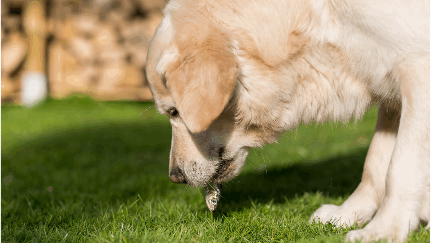 Honden genieten van natuurlijke vissnacks