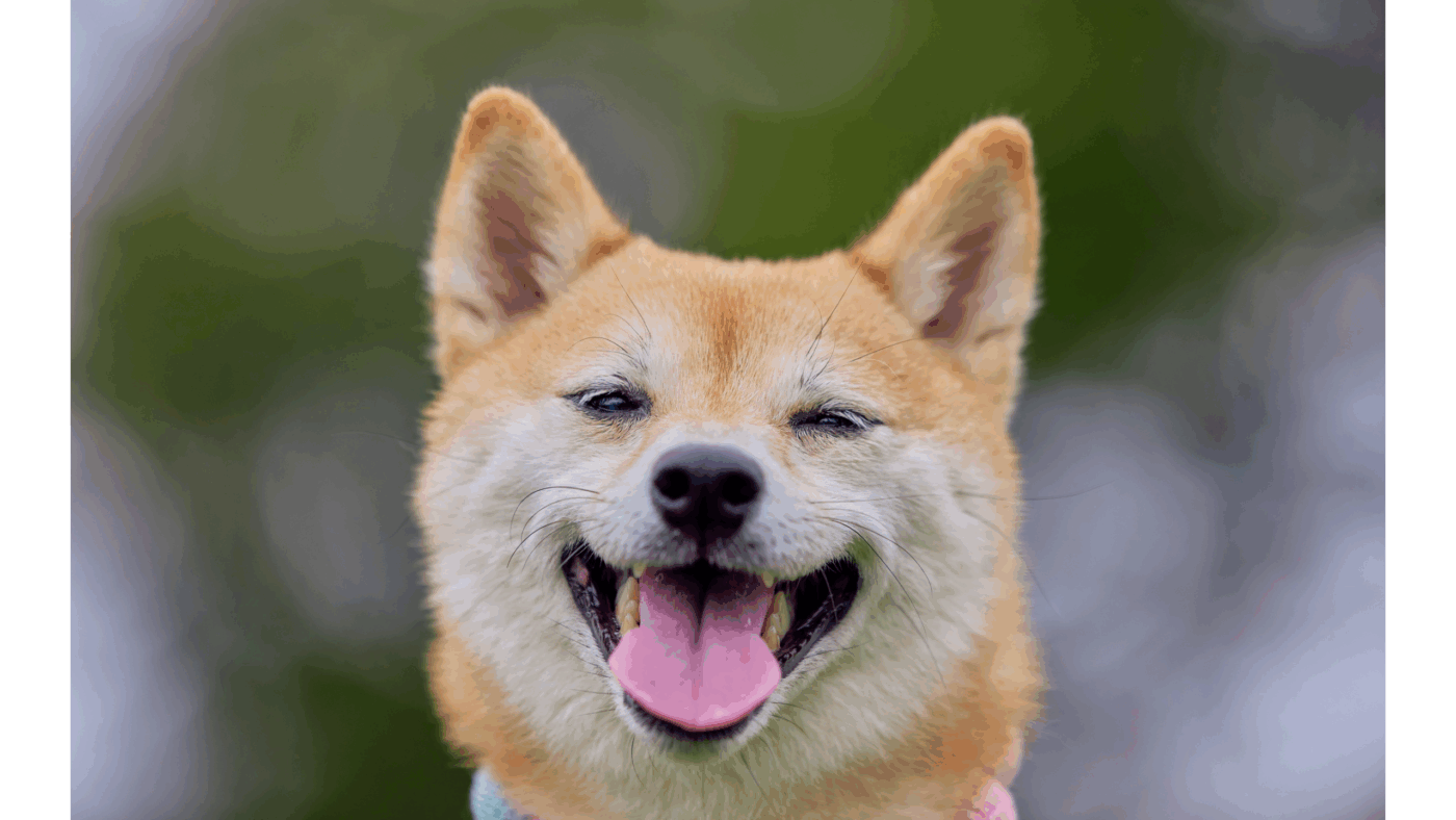 Blije hond met natuurlijke Sn’urk snacks