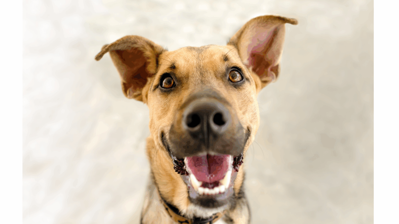 Gezonde hond met natuurlijke vissnacks